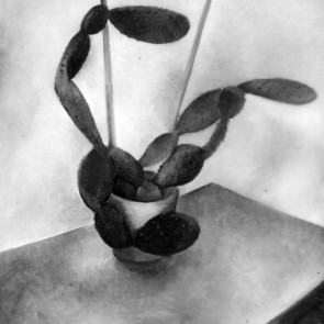 WV-Nr. 0461 (S) | Stillleben mit Kaktus auf einem Tisch